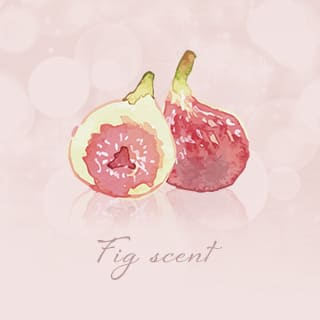 Fig scent