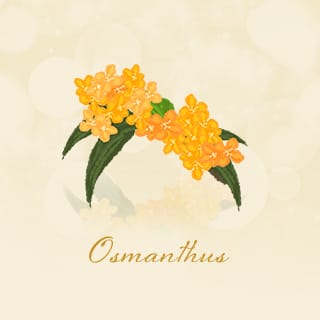 Osmanthus