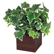 【単品・セット販売】卓上グリーンポット(GR4386 DBR)