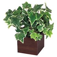 【単品・セット販売】卓上グリーンポット(GR4386 DBR)