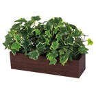 卓上グリーンポット(GR4394 DBR) 1枚目画像