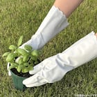 ビニール手袋 中厚手(M) 3枚目画像