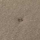 ペット敷パッド(NウォームWSPラメL gSCw1a) 14枚目画像