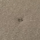 ペット敷パッド(NウォームWSPラメL gSCw1a) 14枚目画像