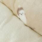 ペットベッド 角(Nウォーム シマエナガLgSC1a) 6枚目画像