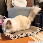 爪とぎ(デコネコ DH25) 2枚目画像