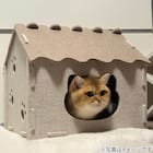 猫ハウス(DH25) 4枚目画像