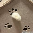 猫ハウス(DH25) 6枚目画像