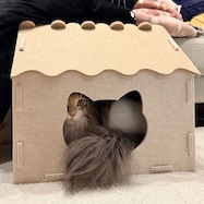 猫ハウス(DH25)
