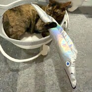 ペットトイ(カシャカシャ タチウオクン シルバー)