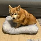 ペットモチモチクッション Mサイズ(Nクール PALM NR04) 2枚目画像