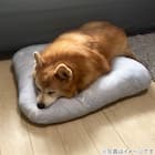 ペットモチモチクッション Mサイズ(Nクール PALM NR04) 3枚目画像