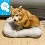 ペットモチモチクッション (Nクール PALM NR04)