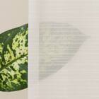 【風を通すレースカーテン(日本製)】　通気性・昼遮像・遮熱・UVカット156サイズ (JAB4220　100x68x2) 11枚目画像