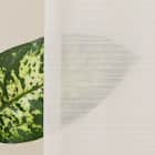 【風を通すレースカーテン(日本製)】 通気性・昼遮像・遮熱・UVカット156サイズ (JAB4220 100x68x2) 11枚目画像