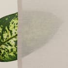 カフェカーテン(LC2 100X45) 6枚目画像