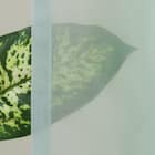 グラデーションレースカーテン(RL239 オーロラブルー 100X108X2) 4枚目画像