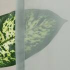 グラデーションレースカーテン(RL240 グリーン 100X108X2) 6枚目画像