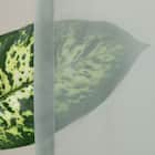 グラデーションレースカーテン(RL240 グリーン 100X108X2) 6枚目画像