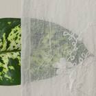 デザインレースカーテン(RL223 アイボリー 100X108X2) 6枚目画像