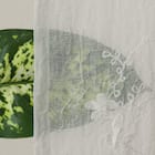 デザインレースカーテン(RL223 アイボリー 100X108X2) 6枚目画像