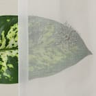 デザインレースカーテン(RL224 アイボリー 100X108X2) 6枚目画像