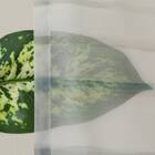 デザインレースカーテン(RL232 グレー 100X108X2) 6枚目画像