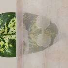 デザインレースカーテン(RL235 ベージュ 100X108X2) 6枚目画像