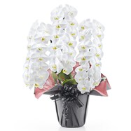 【観葉植物】胡蝶蘭(3本立ち  42輪)