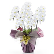 【観葉植物】胡蝶蘭(5本立ち 35輪)