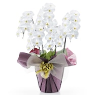 【観葉植物】胡蝶蘭(5本立ち 35輪)