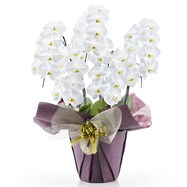 【観葉植物】胡蝶蘭(5本立ち 40輪)