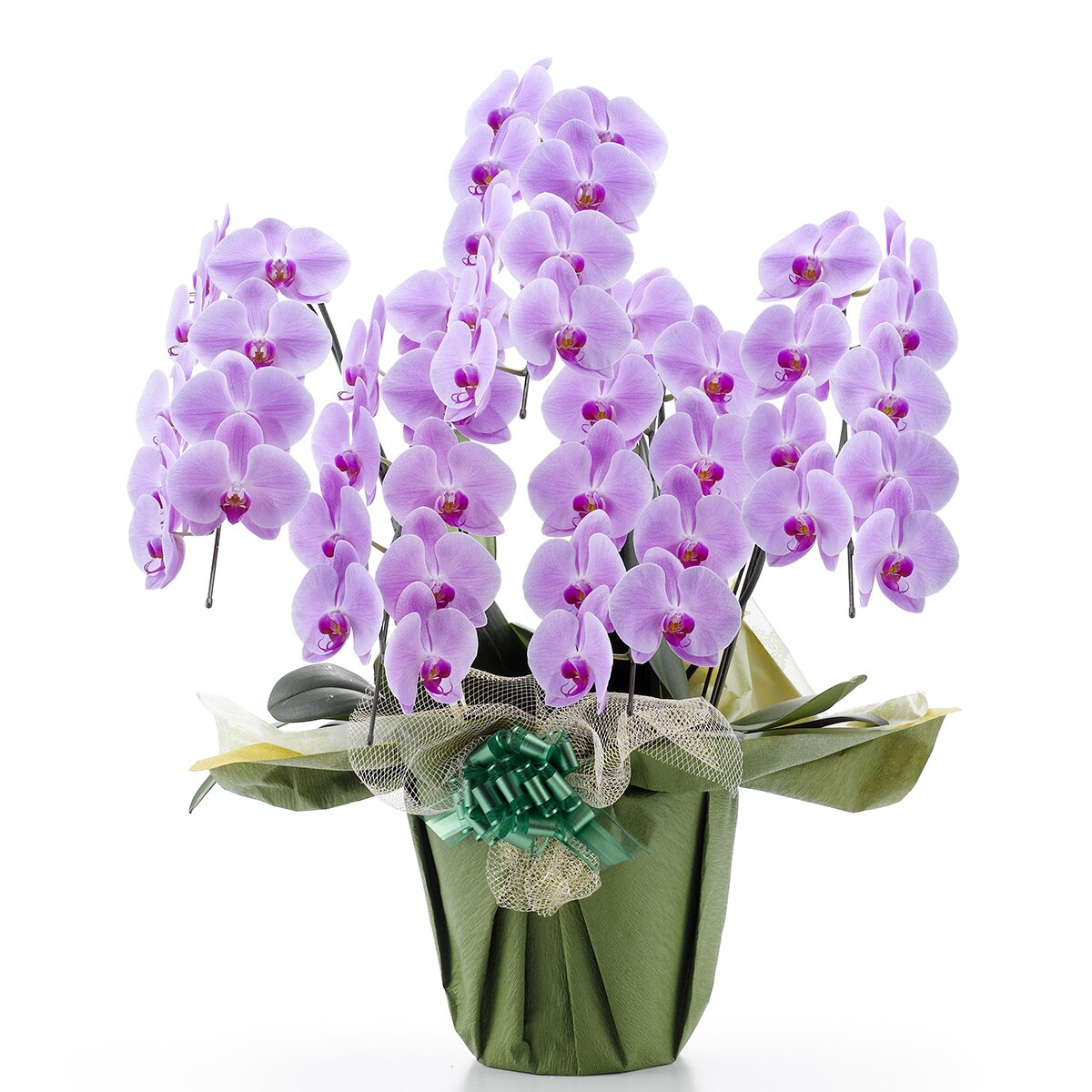 観葉植物】胡蝶蘭 ピンク(5本立ち 45輪) | ニトリネット【公式