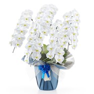 【観葉植物】胡蝶蘭(5本立ち 55輪)