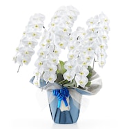 【観葉植物】胡蝶蘭(5本立ち 55輪)