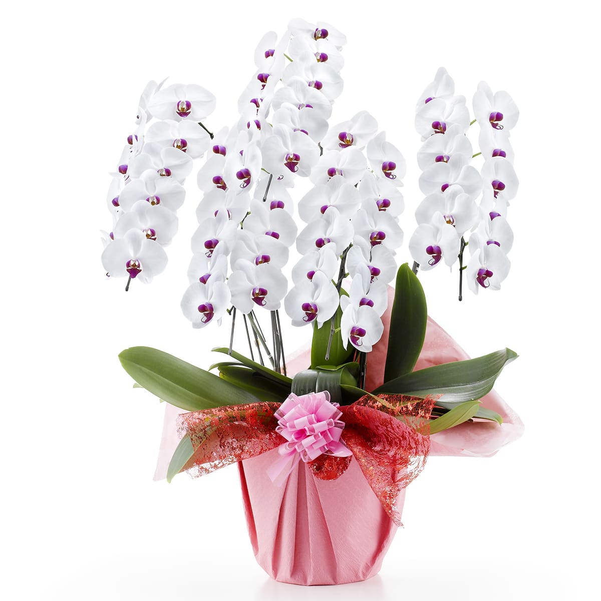 観葉植物】胡蝶蘭 白赤(5本立ち 60輪) | ニトリネット【公式】 家具