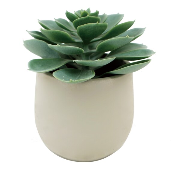 消臭剤配合グリーン 多肉植物(HA02) 1枚目画像