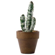 卓上グリーン (カクタス HA01)