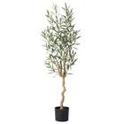 オリーブ 120 (OS04) 1枚目画像