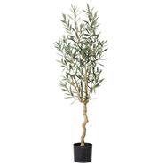 オリーブ 120 (OS04)