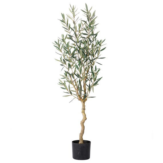 オリーブ 120 (OS04) 1枚目画像