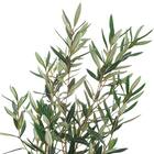 オリーブ 120 (OS04) 2枚目画像