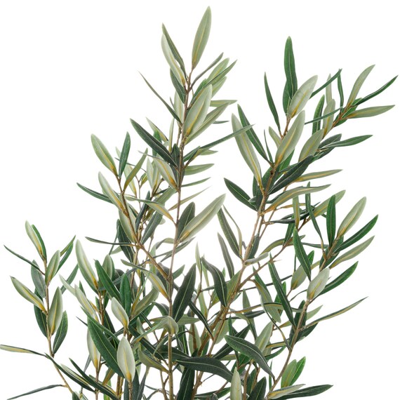 オリーブ 120 (OS04) 2枚目画像