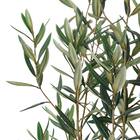 オリーブ 120 (OS04) 3枚目画像