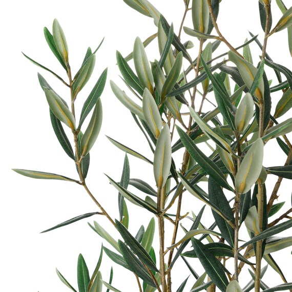 オリーブ 120 (OS04) 3枚目画像