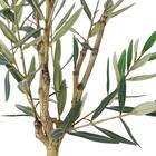 オリーブ 120 (OS04) 4枚目画像