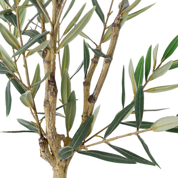 オリーブ 120 (OS04) 4枚目画像