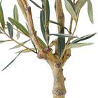 オリーブ 120 (OS04) 5枚目画像