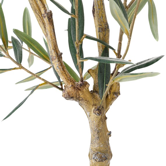 オリーブ 120 (OS04) 5枚目画像