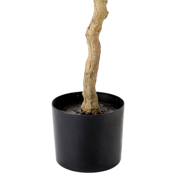 オリーブ 120 (OS04) 6枚目画像